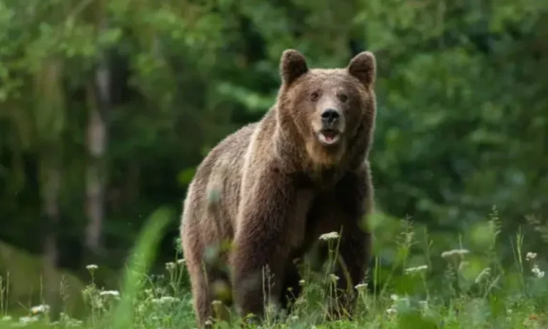 Bear Puns
