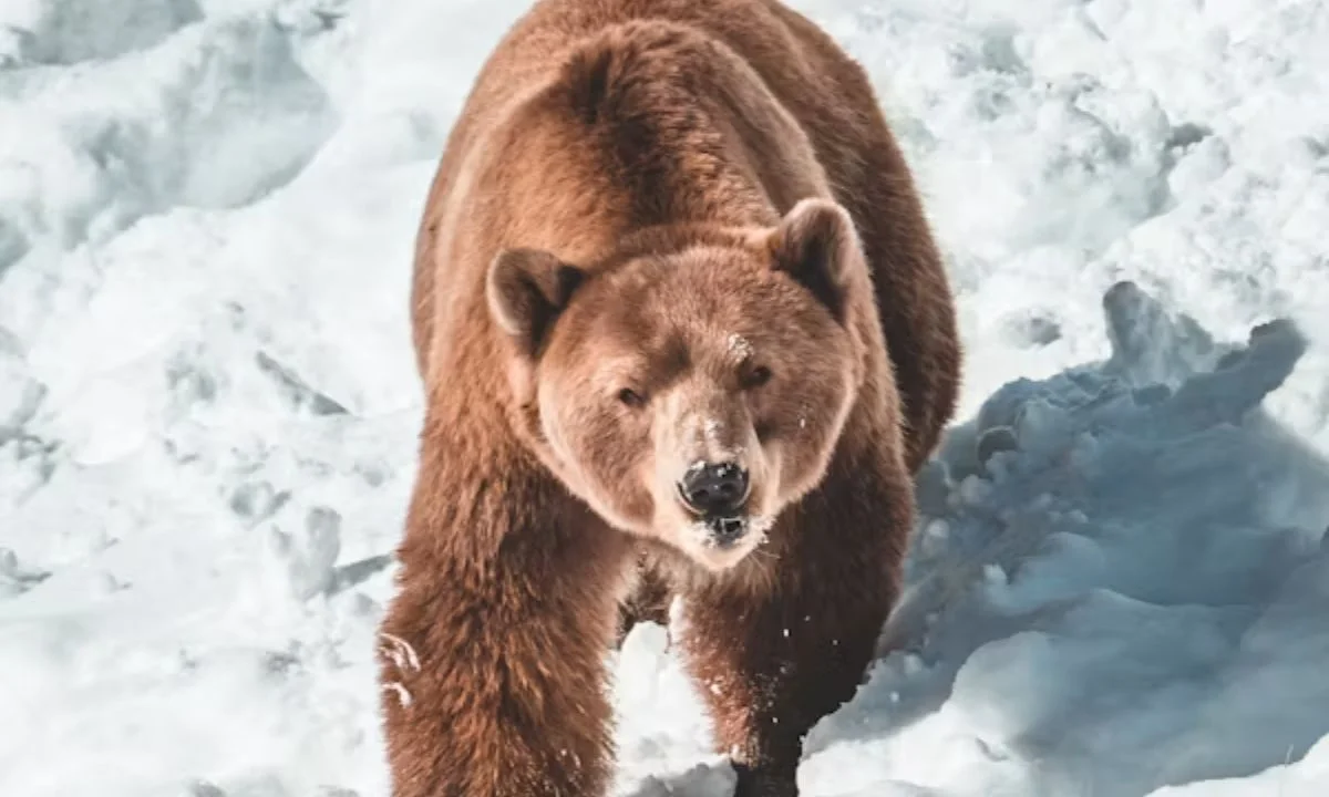 Bear Puns That Are Simply Unbearable