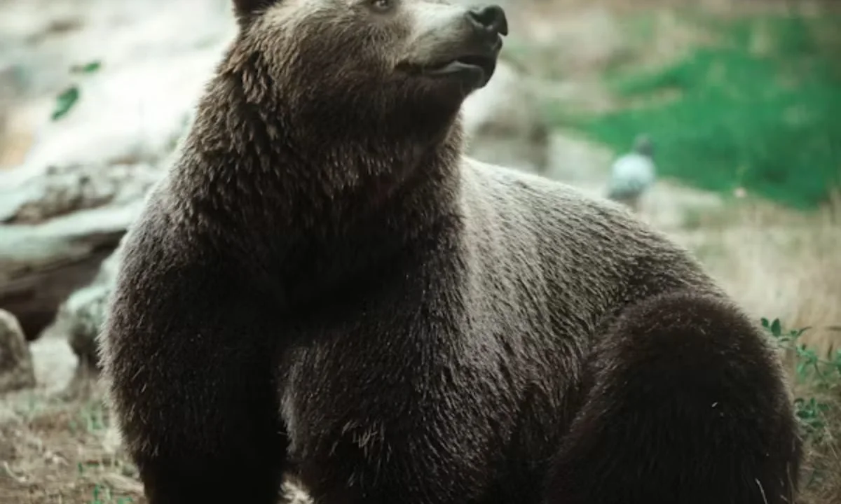 Grizzly Bear Puns for Wild Humor Fans