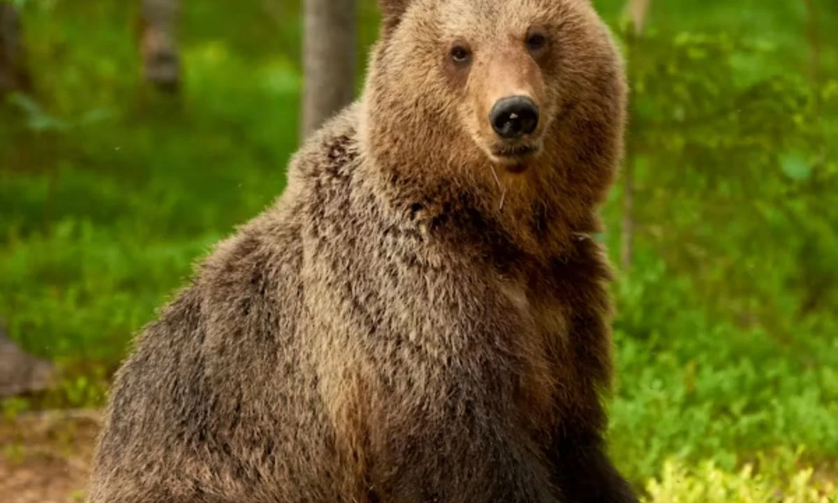 Polar Bear Puns That Are Cool and Hilarious