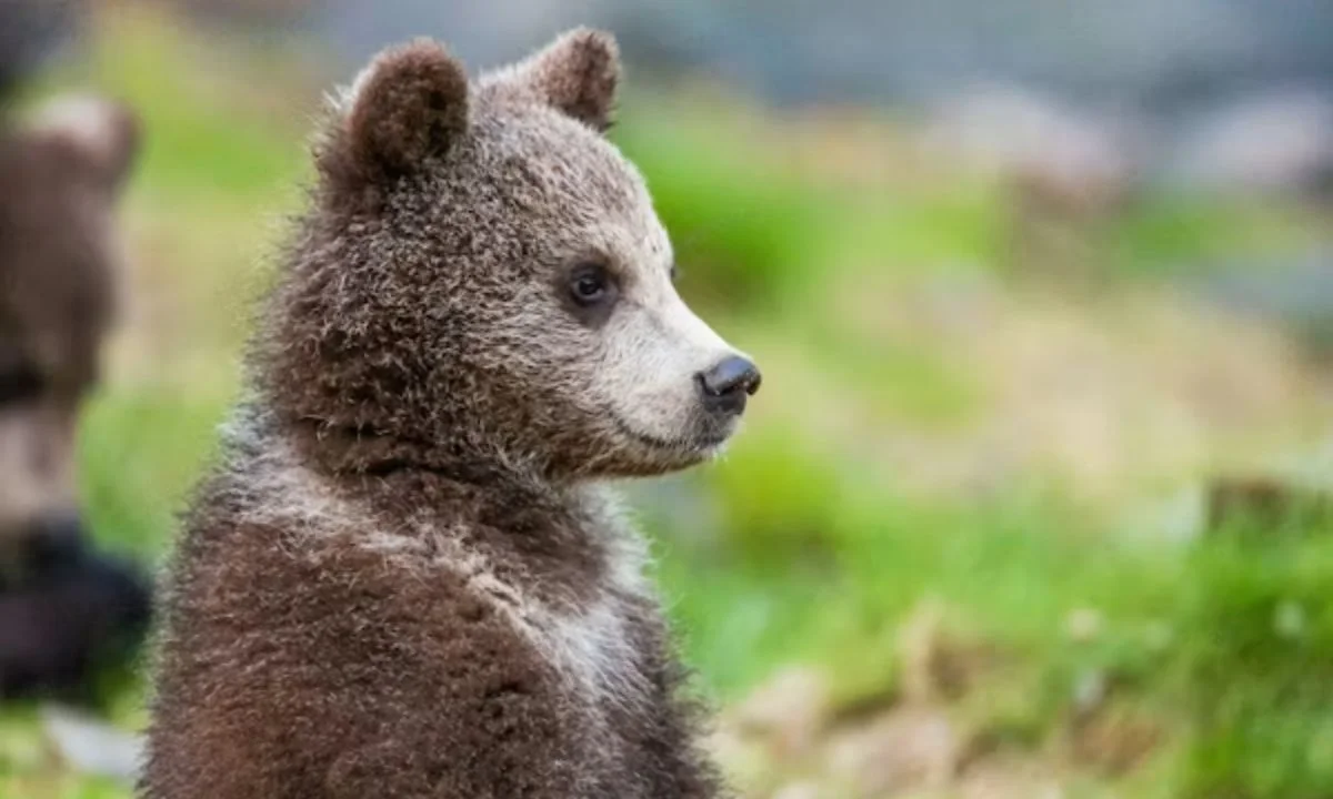 Birthday Bear Puns for Cards, Wishes, and Parties