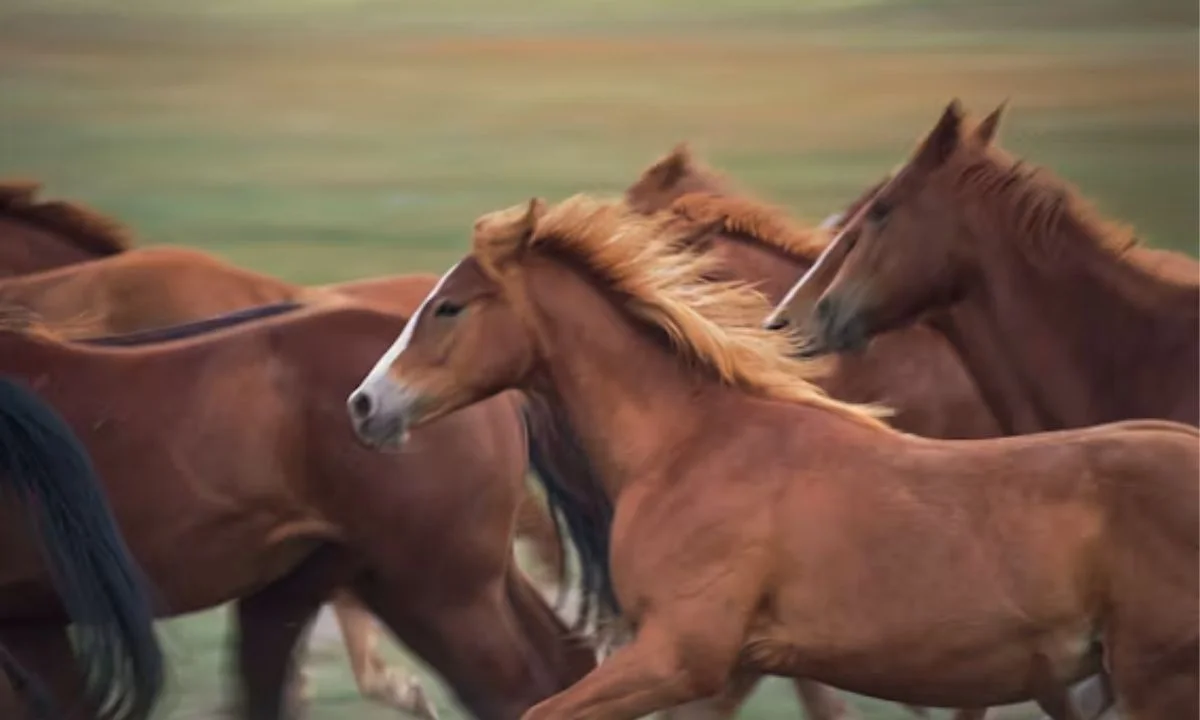Horse Birthday Puns for Cards, Wishes & Parties