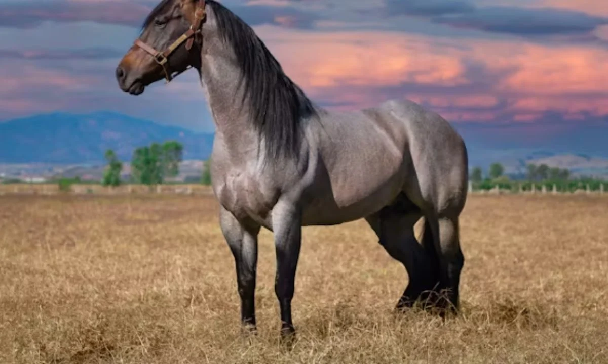Clever Equine Puns & Witty Horse Wordplay