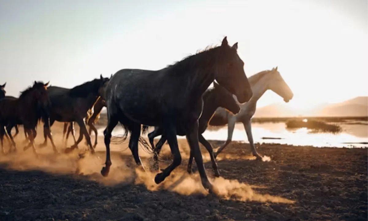 Cute Horse Pun Captions for Instagram & Selfies