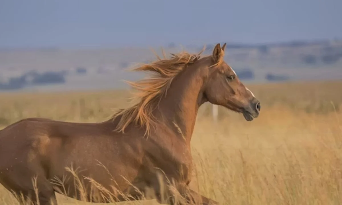Funny Horse Puns & Jokes That'll Make You Whinny
