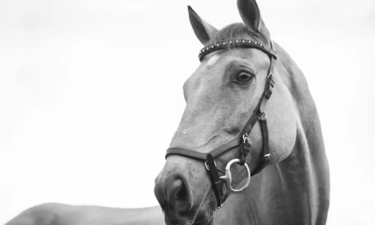 Romantic Horse Puns for Couples & Valentine's Day