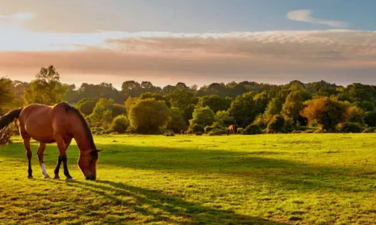 Horse Puns for Kids That Are Family-Friendly