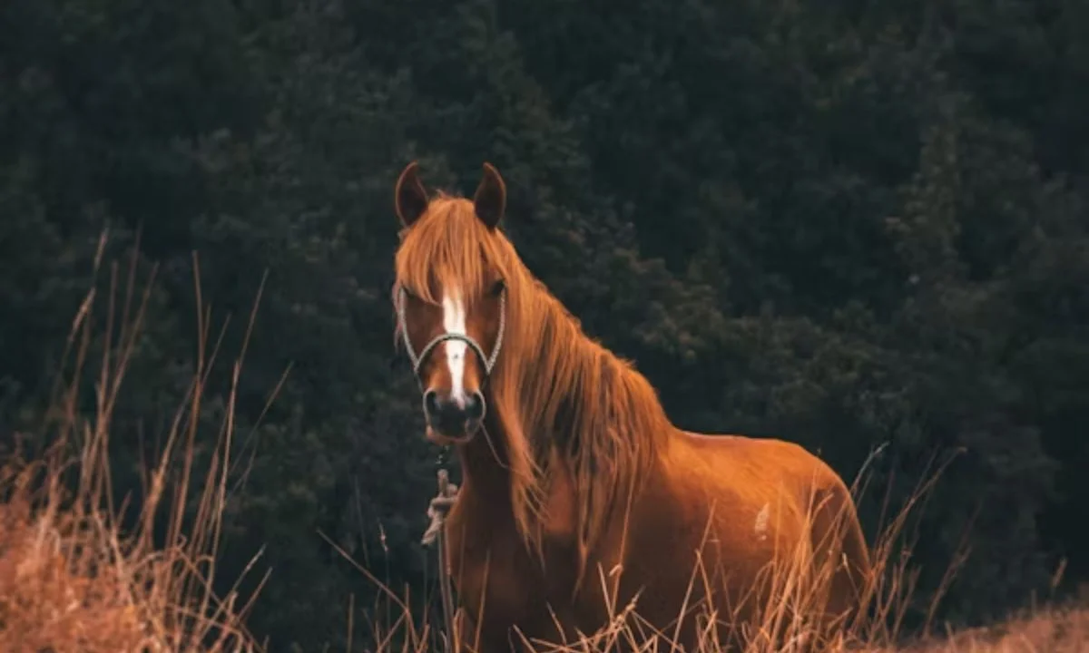 Funny Horse Names & Punny Horse Name Ideas