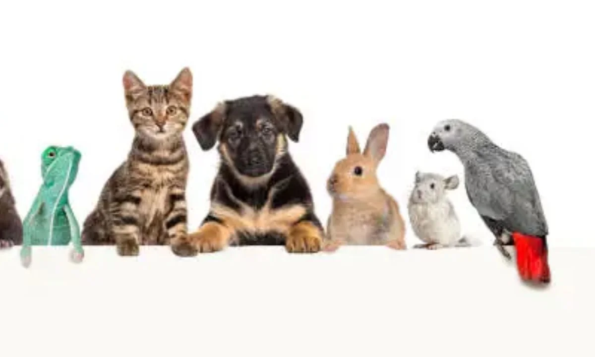Best Animal Puns That Are Fur-Ever Funny