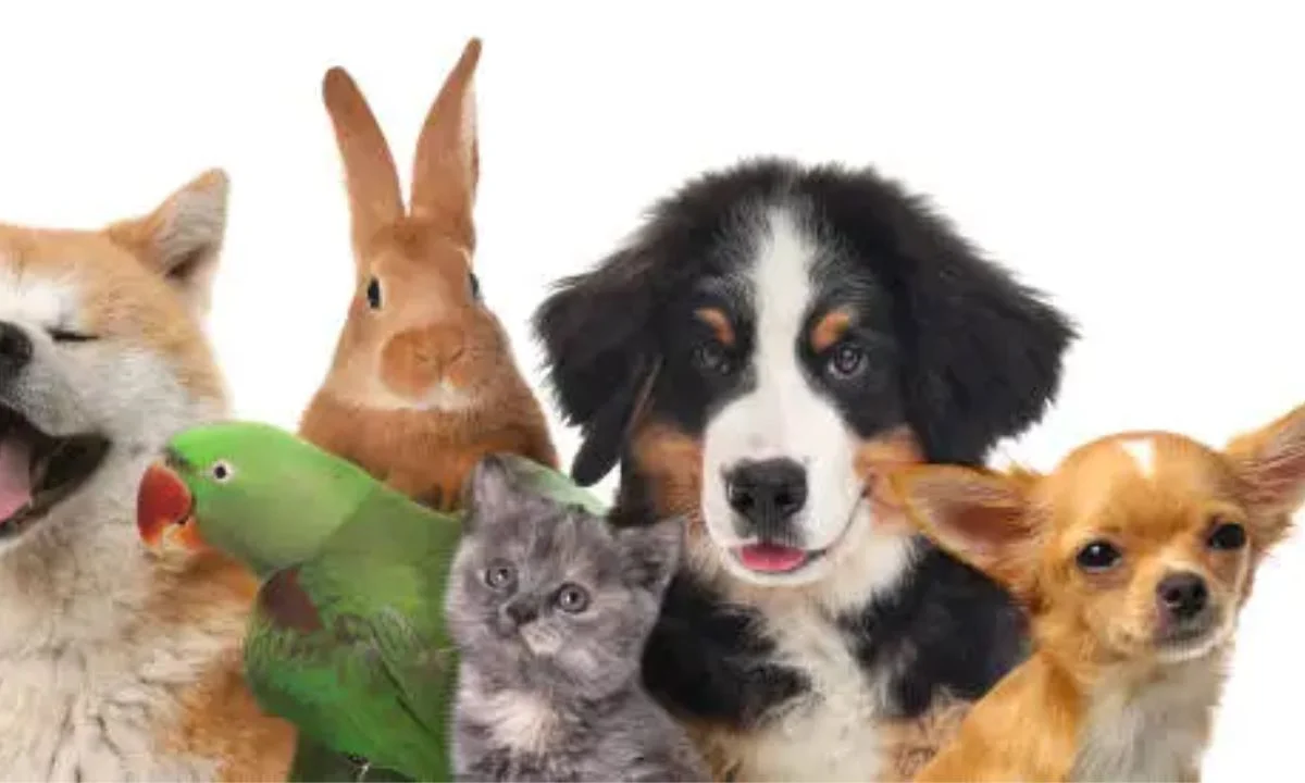 Funny Animal Puns That Will Make You Go Wild