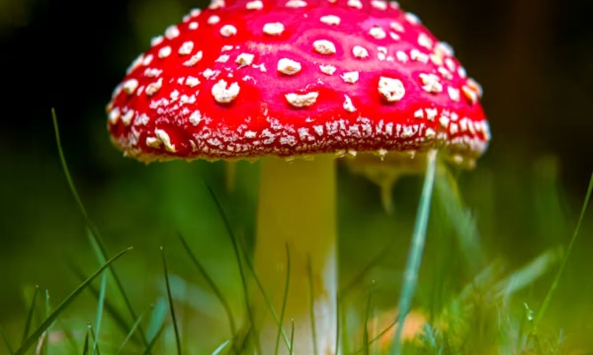 Funny Mushroom Puns That Never Get Old