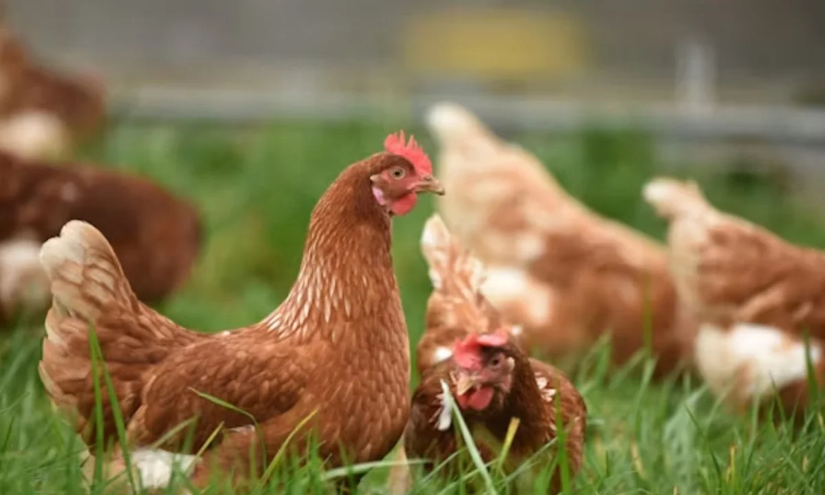 Cute Chicken Puns for Kids and Families