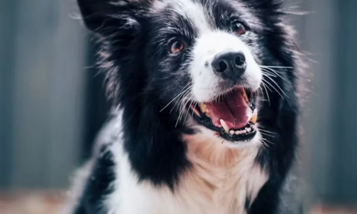 Best Dog Puns That Are Paw-sitively Hilarious