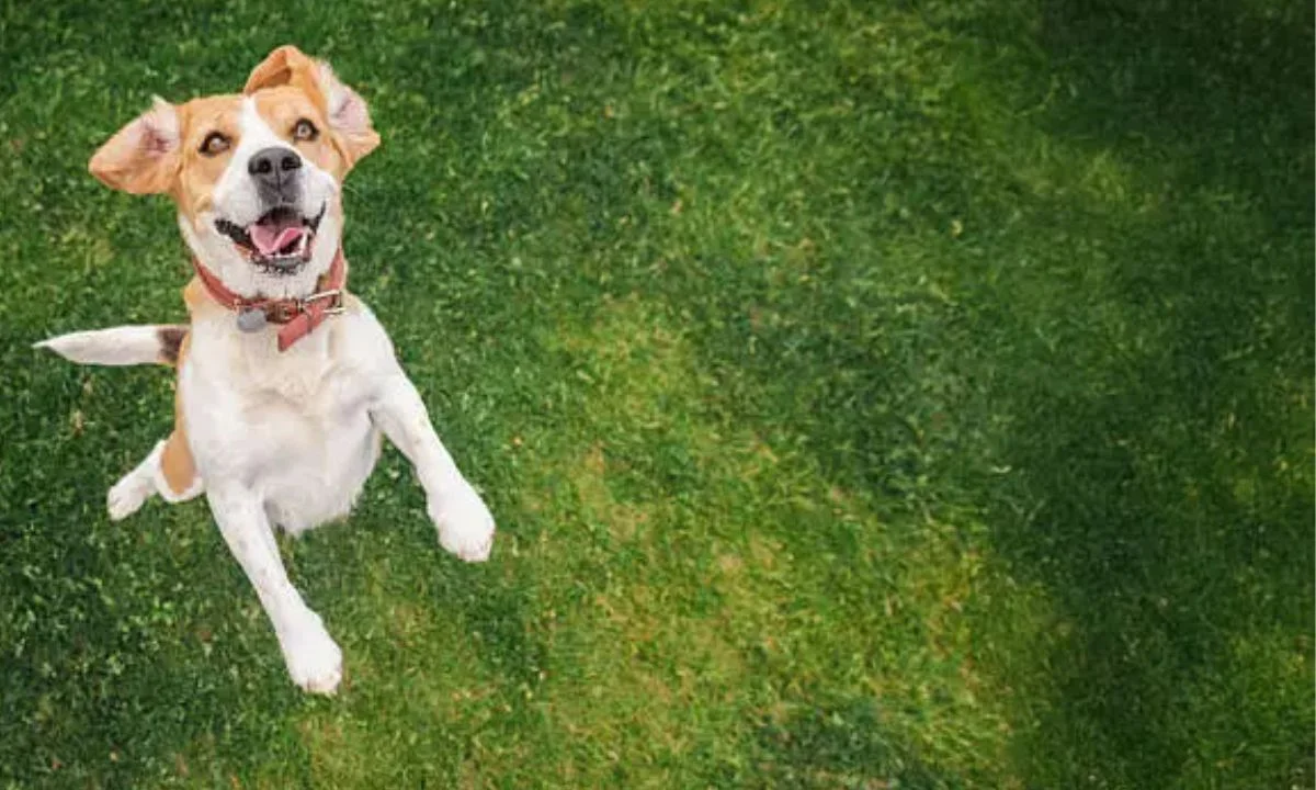 Funny Dog Puns & Jokes That Never Get Old