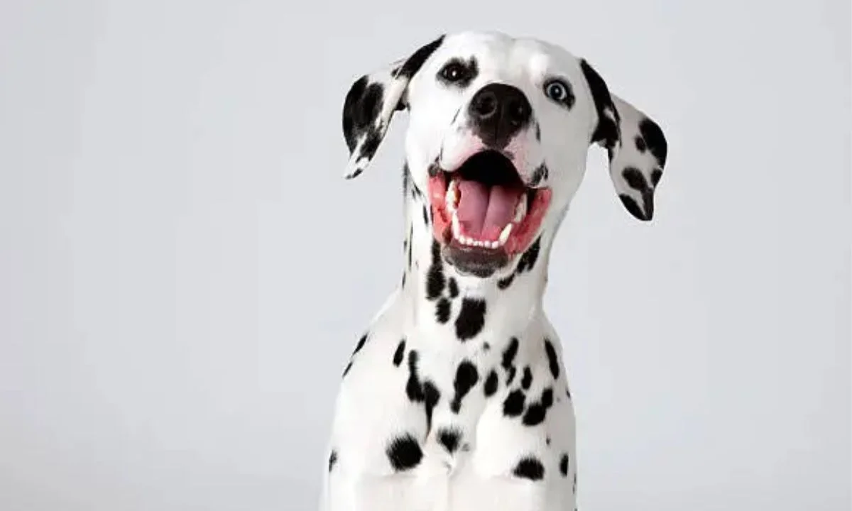 Cute Dog Puns Every Puppy Lover Will Adore