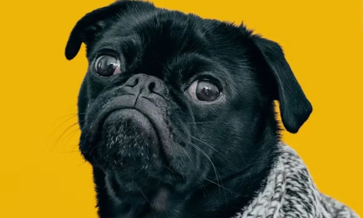 Clever Dog Puns for Smart Humor Fans