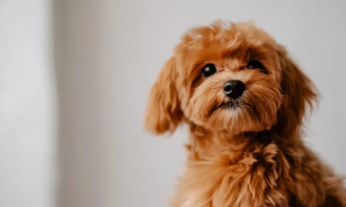 One-Liner Dog Puns That Will Make Everyone Bark