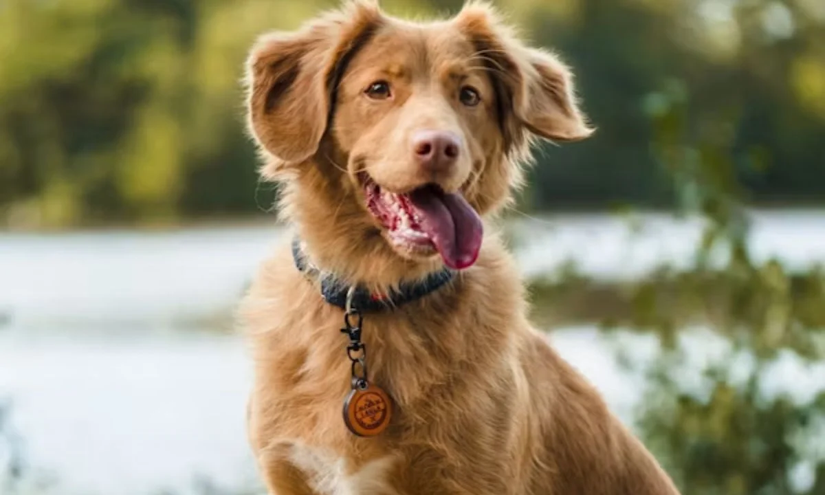 Corny Dog Puns So Bad They're Paw-fect