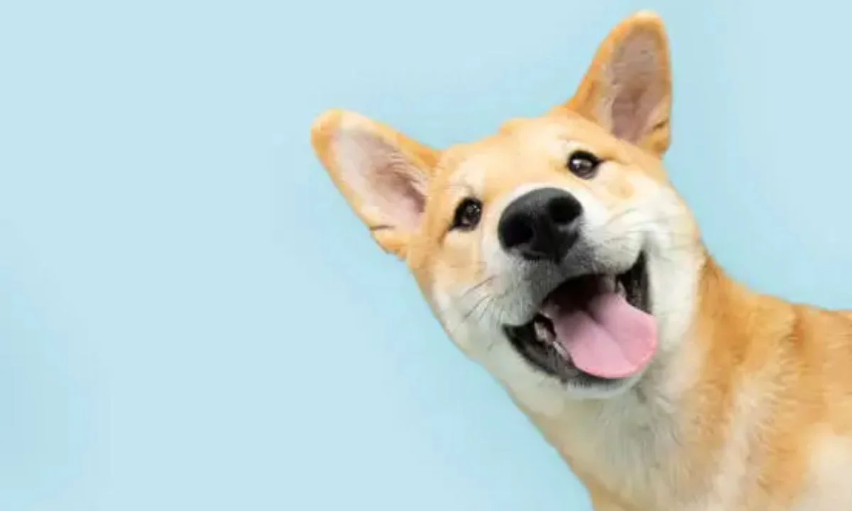 Dog Pun Quotes, Sayings & Caption Ideas