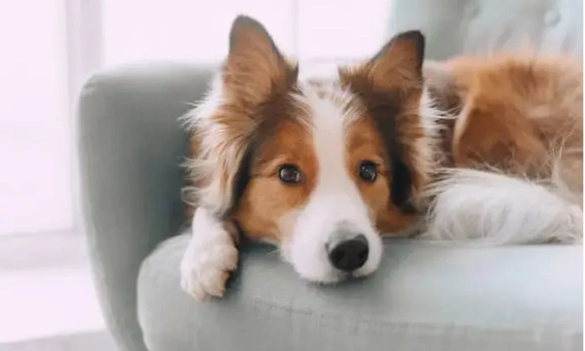 Dog Birthday Puns for the Ultimate Pawty