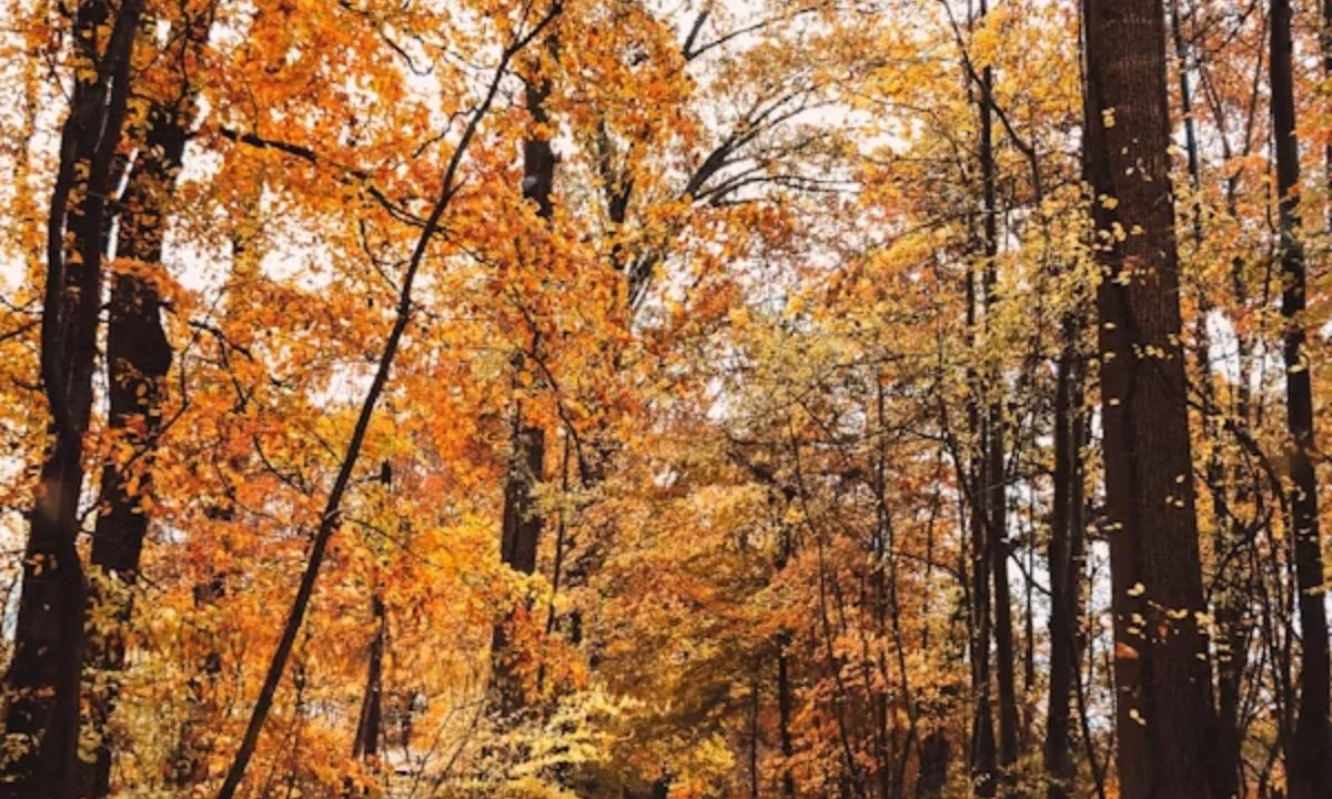 Best Fall Puns for Every Autumn Mood, Moment & Occasion