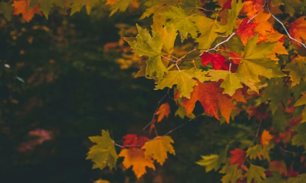Funny Fall Puns That Are Sweater Weather Approved