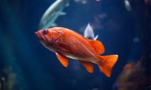 Fish Puns