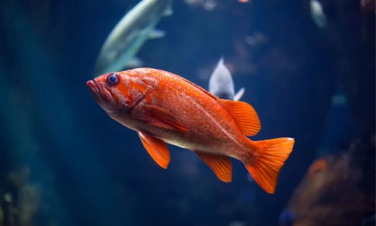 Fish Puns