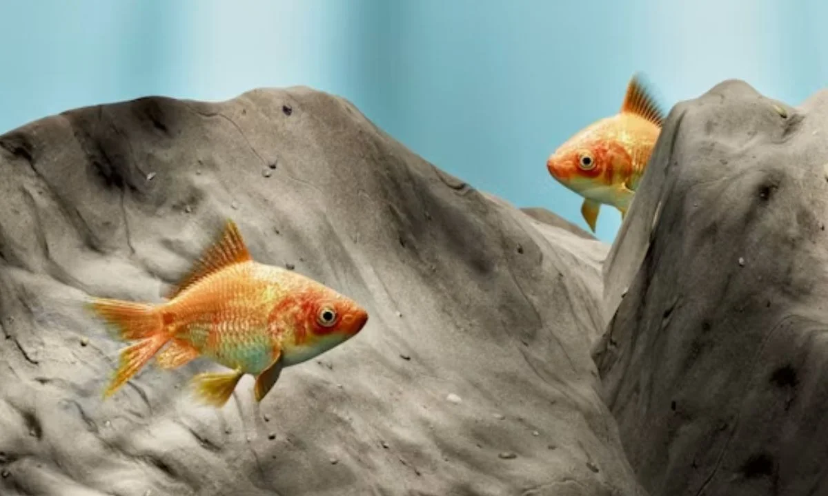 Funny Fish Puns and Jokes to Make Everyone Smile