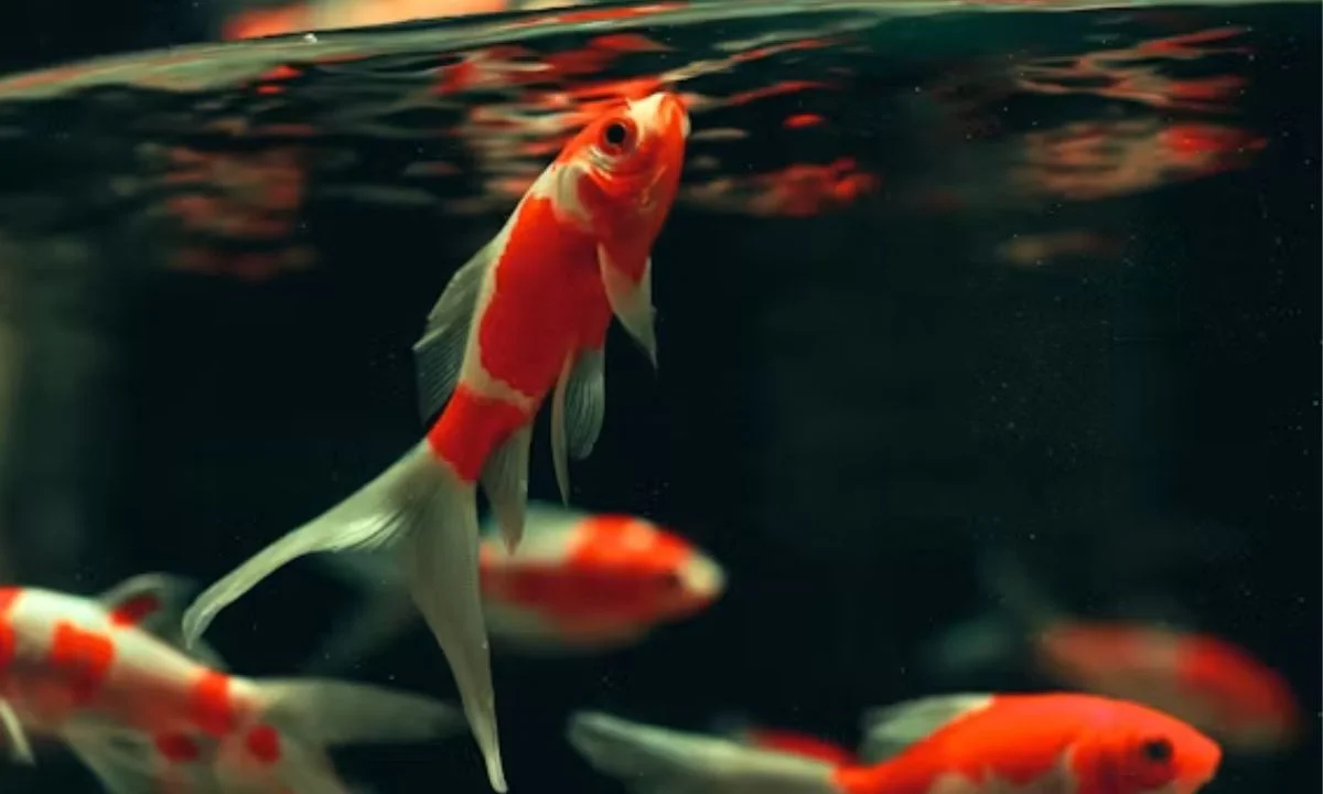 Cute Fish Puns for Kids, Friends, and Family