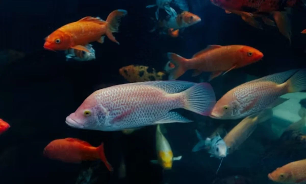 Short Fish Puns and One-Liners for Instant Laughs