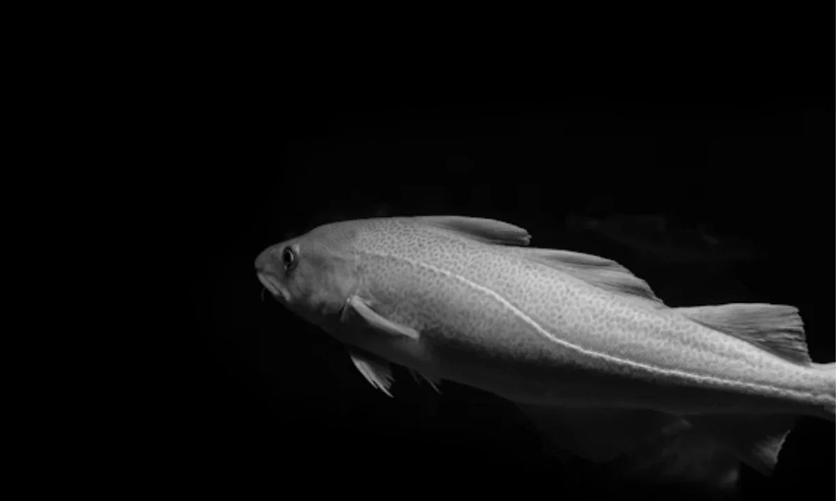 Fish Puns for Instagram Captions, TikTok, and Social Media