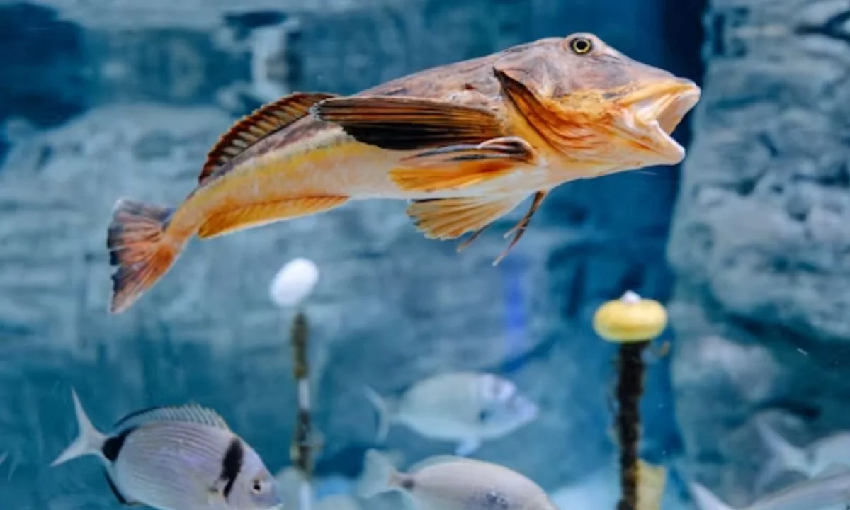 Love Fish Puns for Couples, Crushes, and Valentine's Day