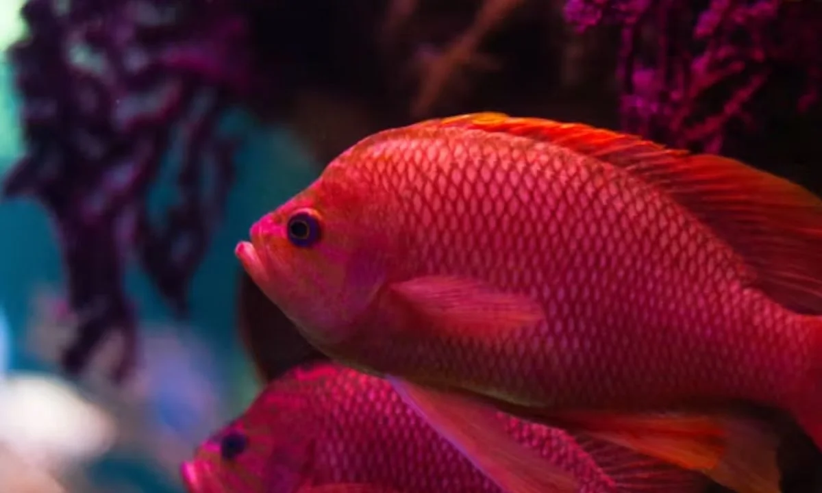 Sea Creature Puns Featuring Dolphins, Whales, and More