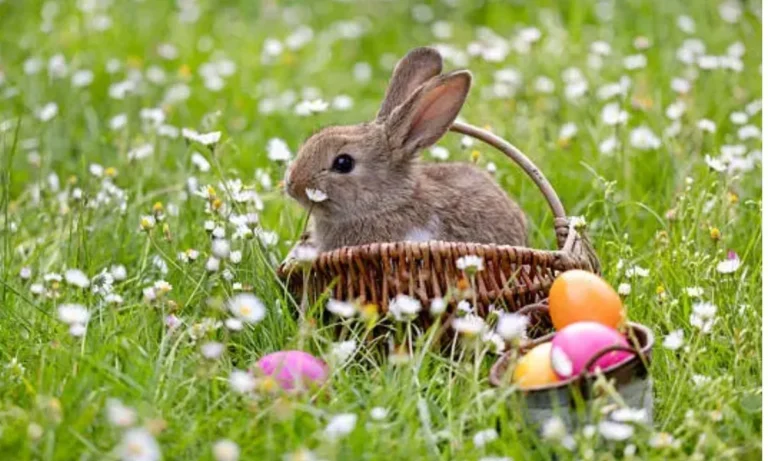 Bunny Puns