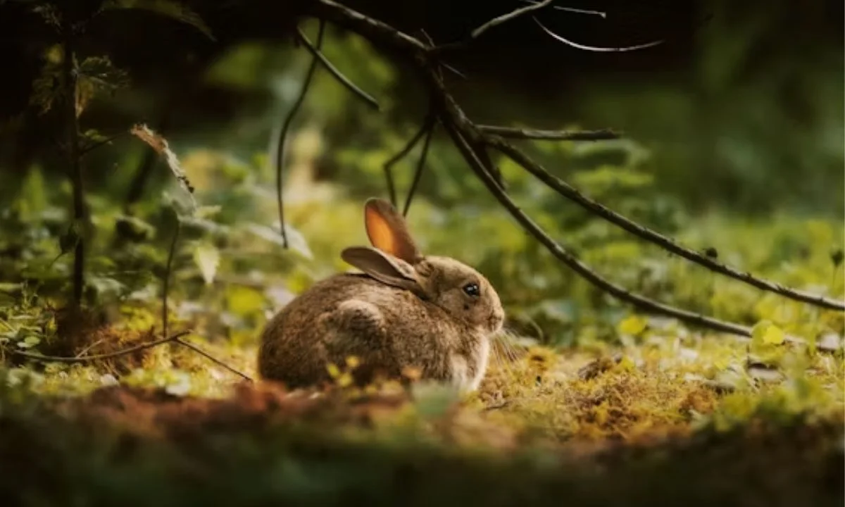 Cute Bunny Puns That Are Too Adorable to Resist