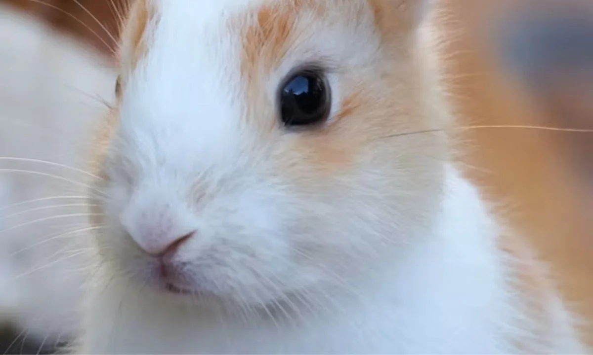 Short Bunny Puns and One-Liners for Quick Laughs