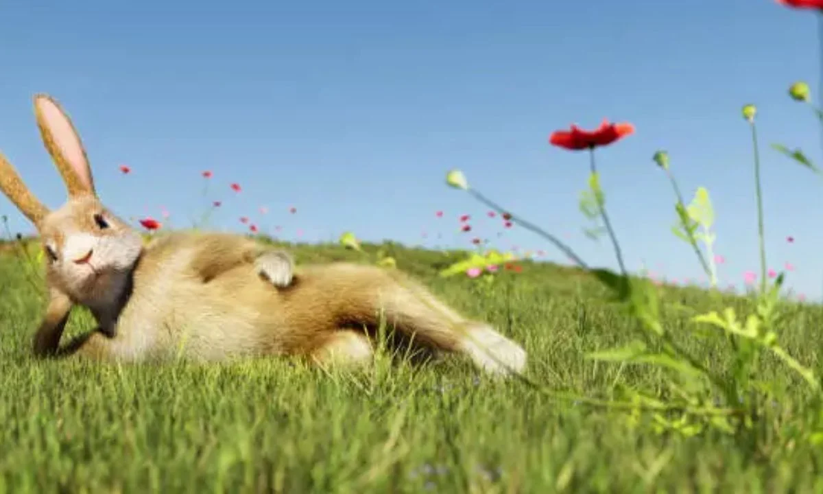 Bunny Puns That Will Make Everyone Hop with Laughter