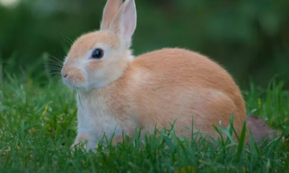 Bunny Love Puns for Couples and Flirty Messages
