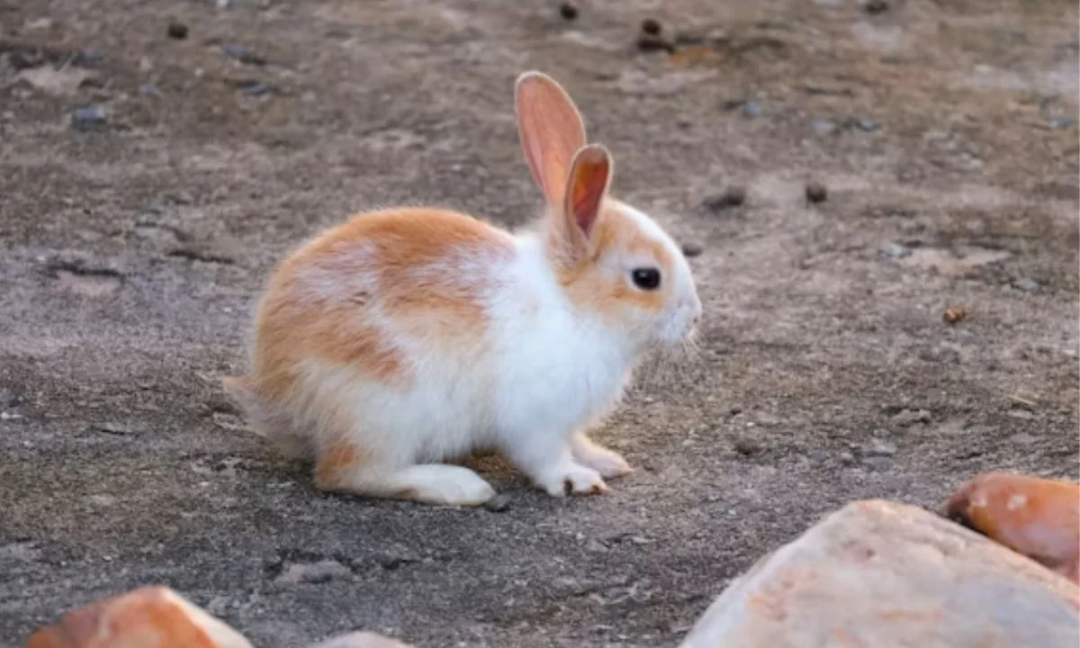 Bunny Easter Puns for Eggs, Cards, and Celebrations