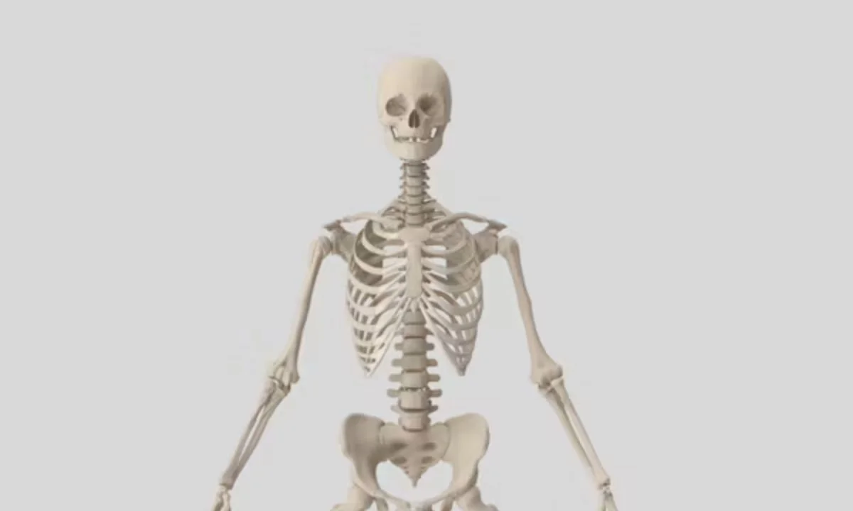 Best Skeleton Puns That Will Tickle Your Funny Bone