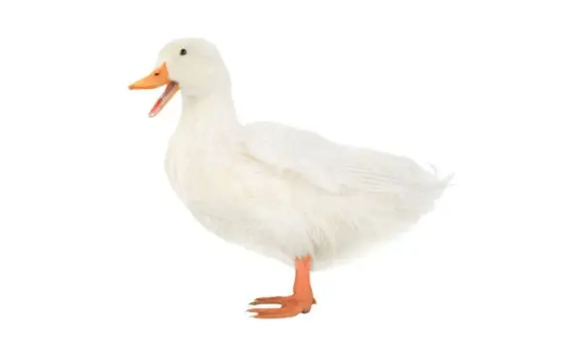 Cute Duck Puns for Kids, Friends & Family