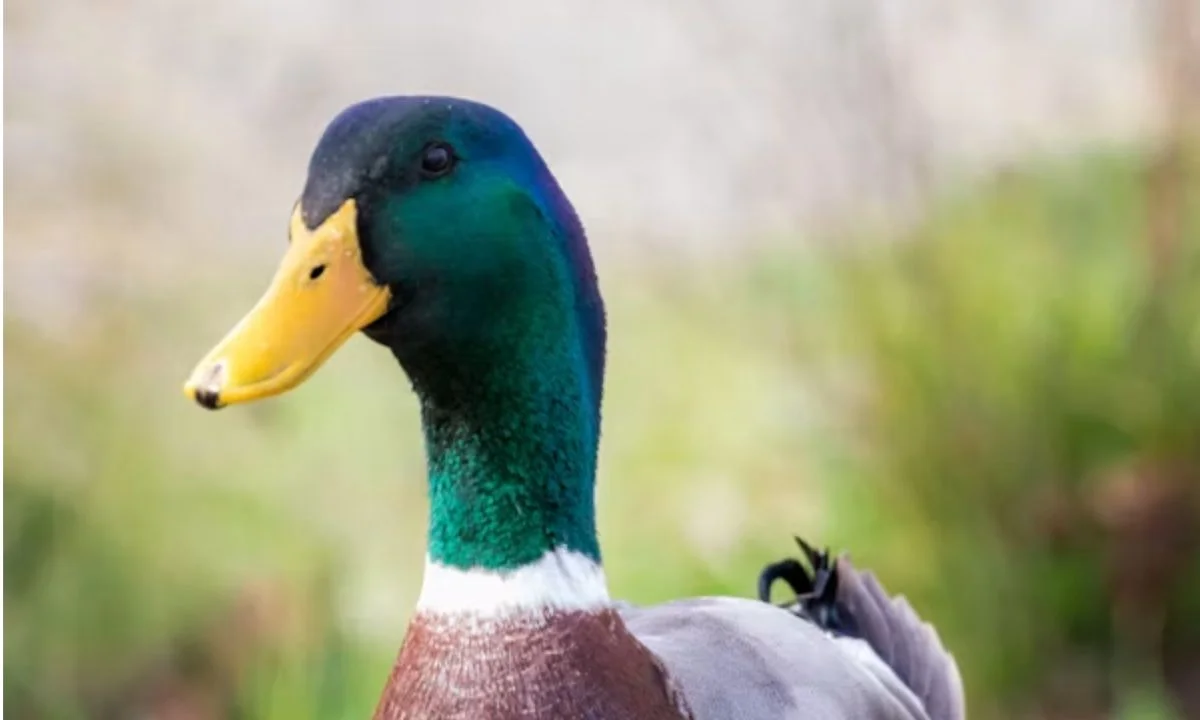 Funny Duck Puns to Make Everyone Quack with Laughter