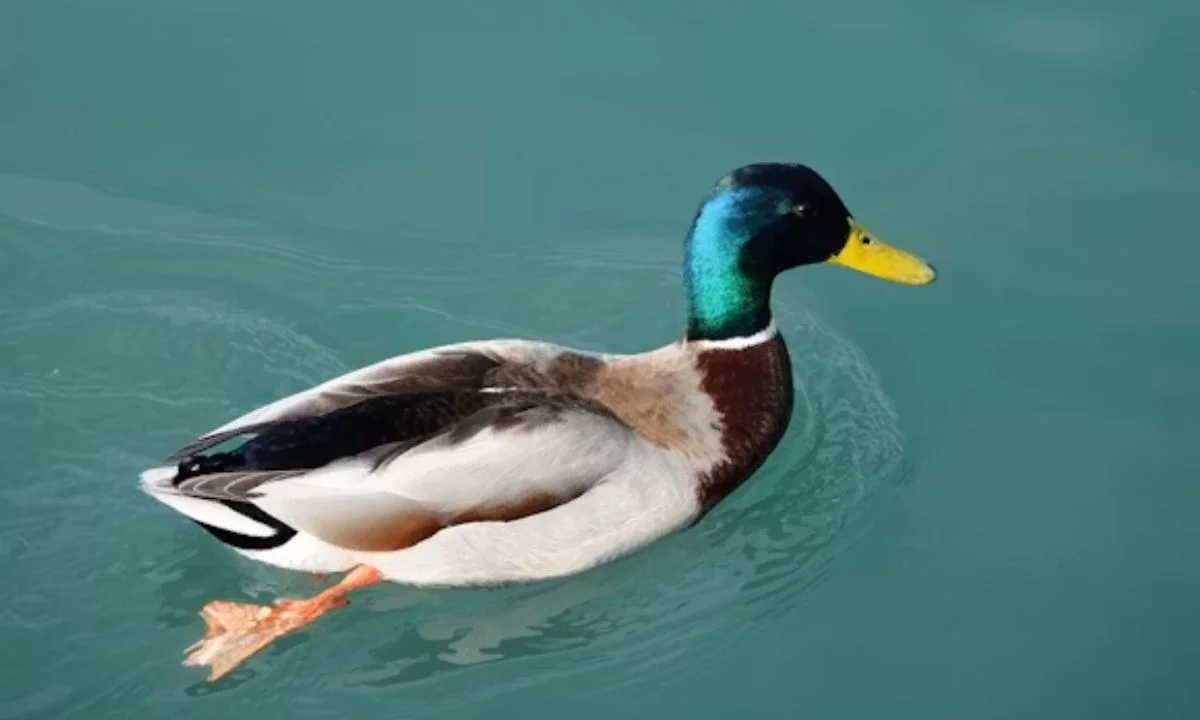 Best Duck Puns That Are Simply Quackers