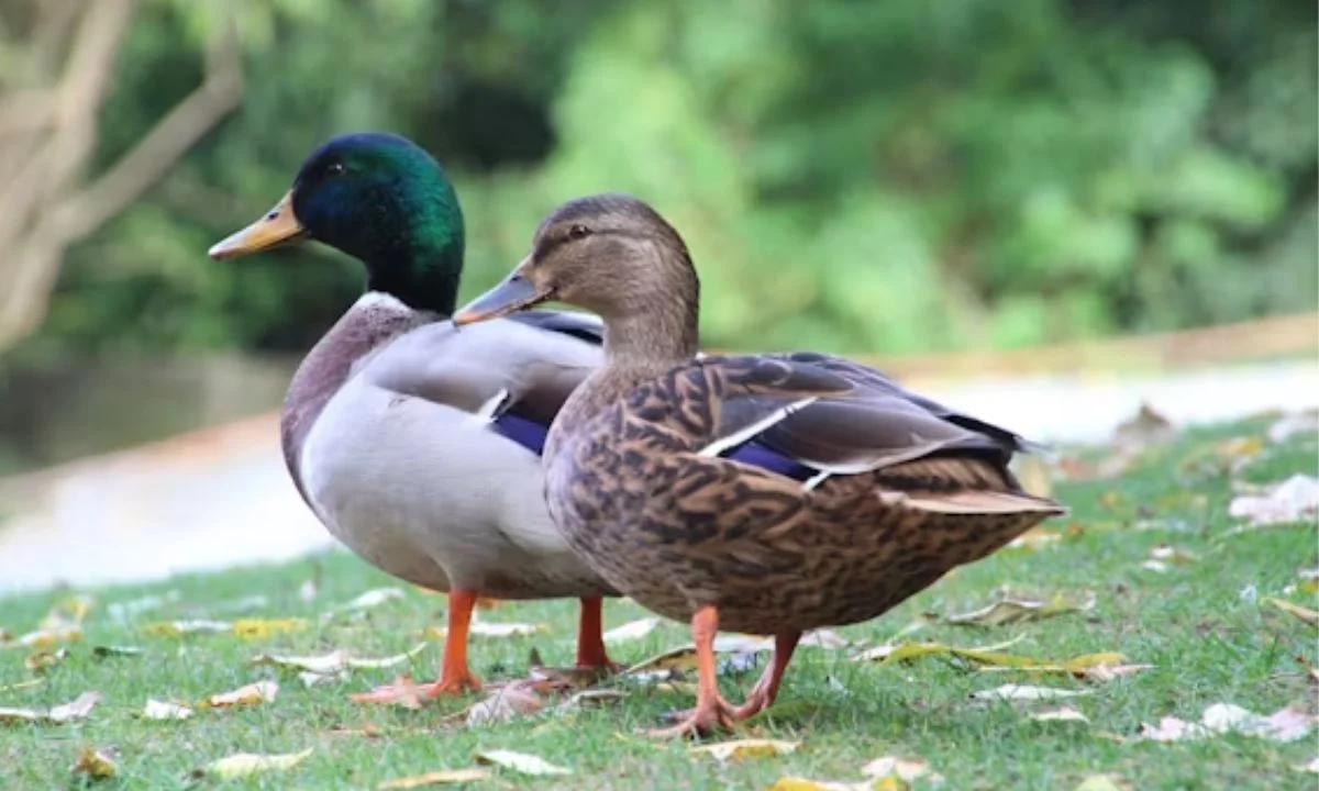 Birthday Duck Puns for Cards, Gifts & Wishes
