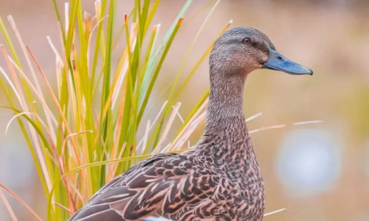 Duck Joke Puns for Every Occasion