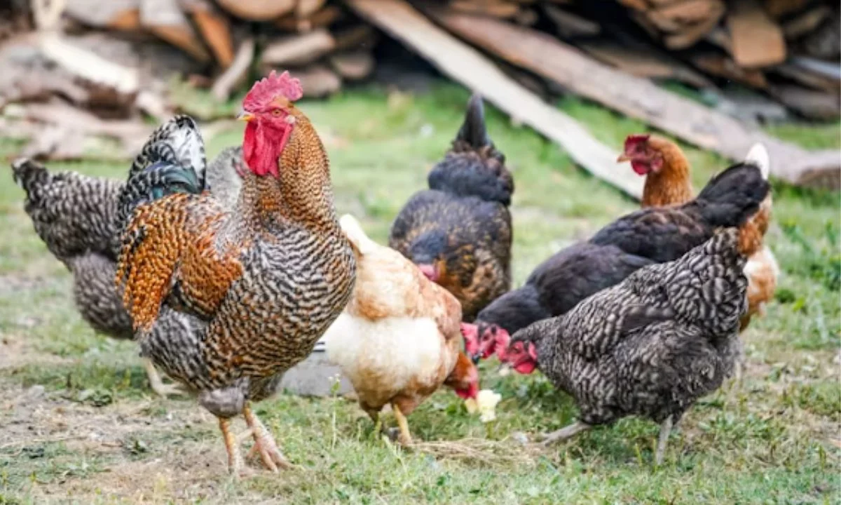 Funny Chicken Puns to Crack You Up 