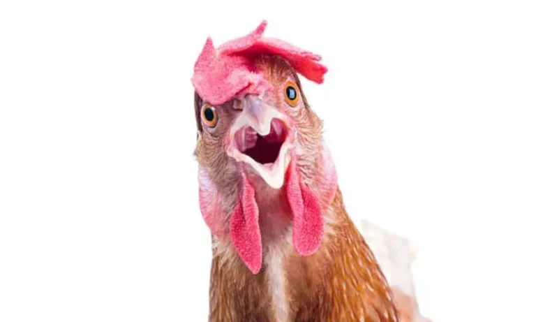 Chicken Puns