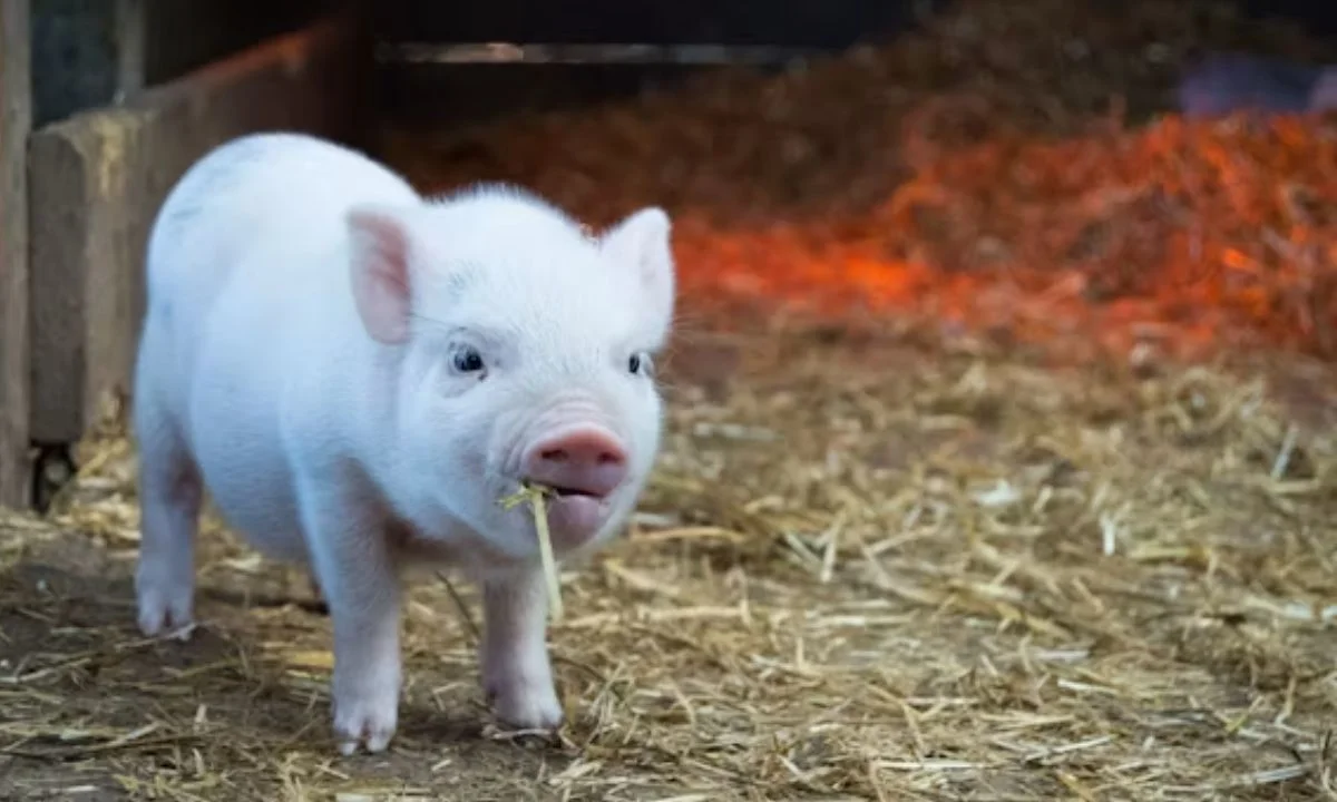 Short Pig Puns and One-Liners for Quick Laughs