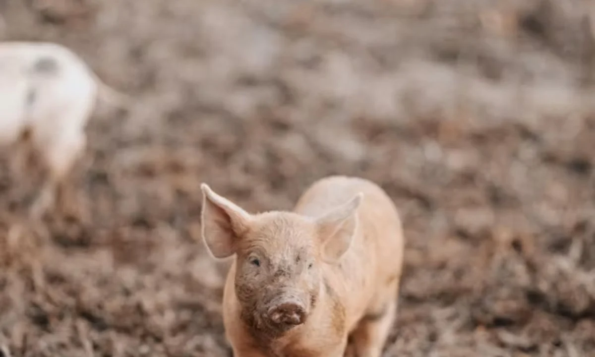 Cute Pig Puns for Kids, Friends & Animal Lovers